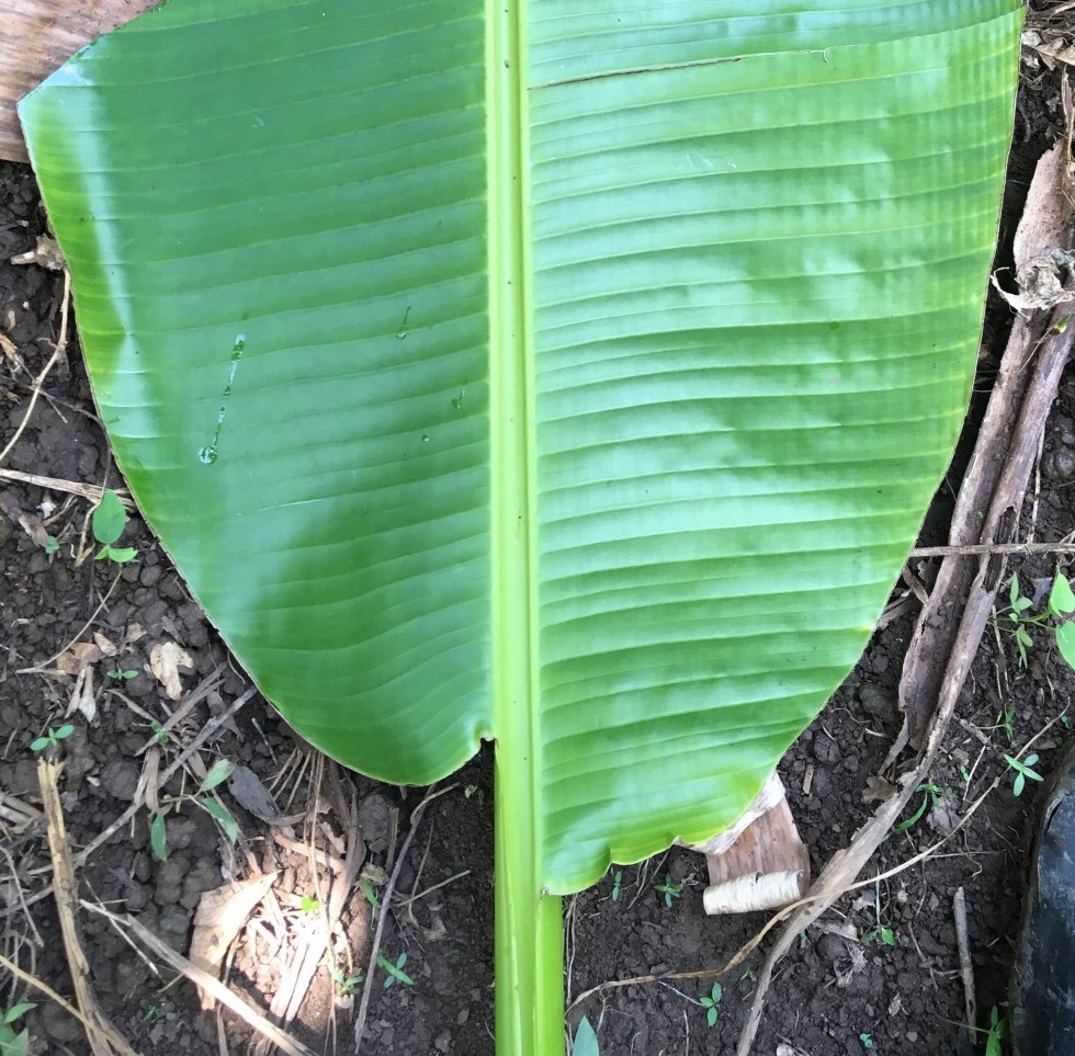 Lamina base equality and base shape